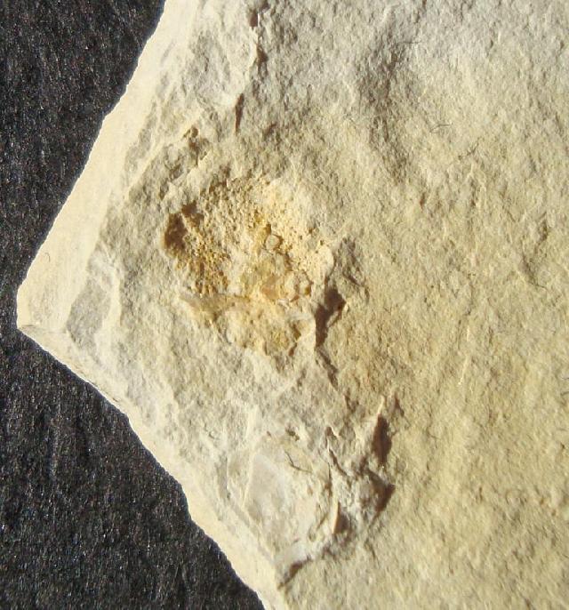 Pseudodiadema sp. Bild ©